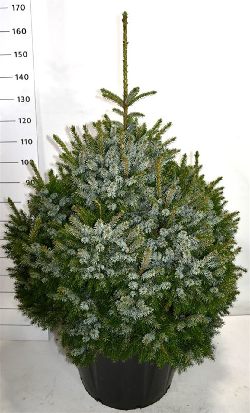Picea omorika 'Nana' - C110 80-100 CM